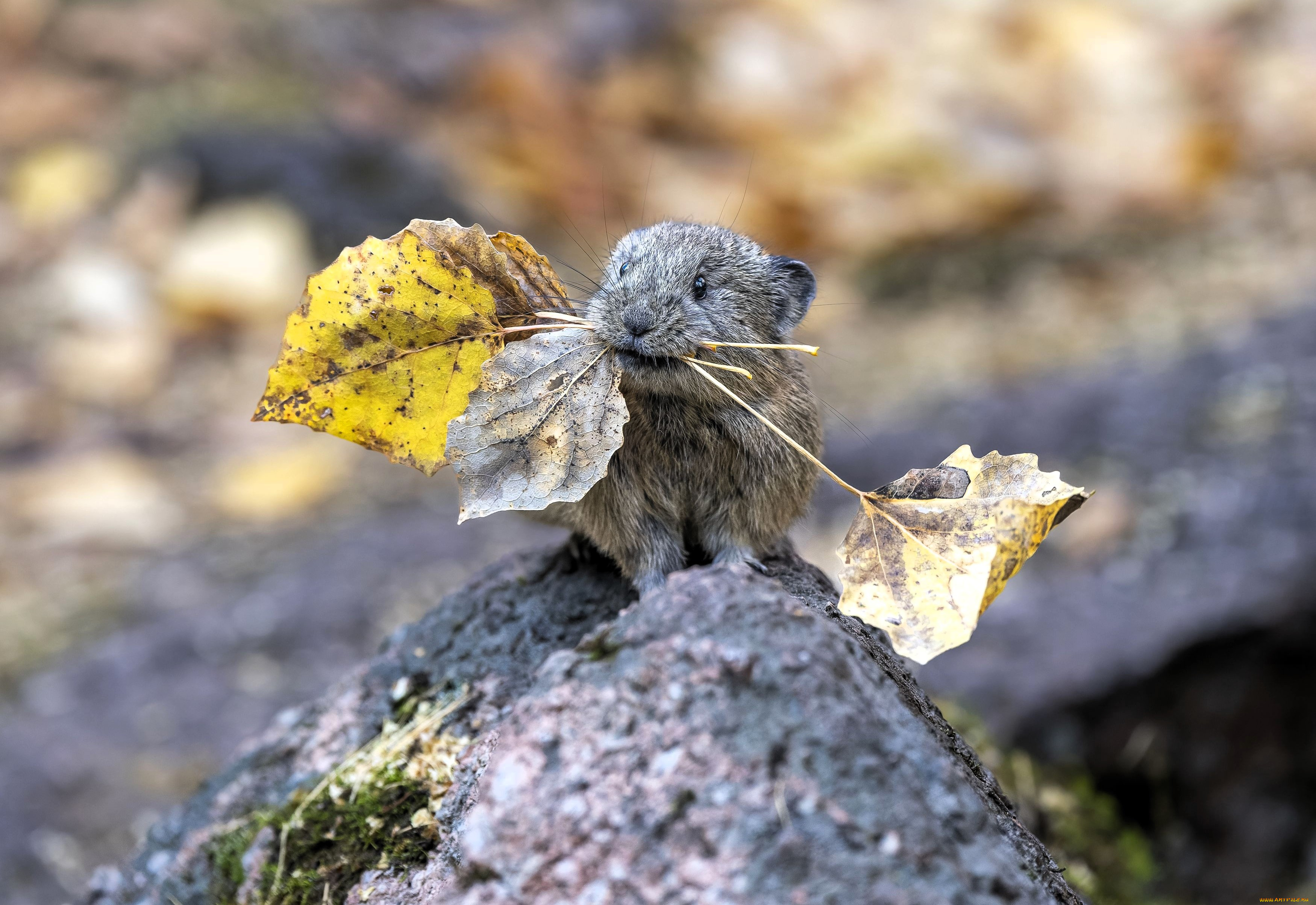 ��������, �����,  ����, ������, ������, ������, �����, ������